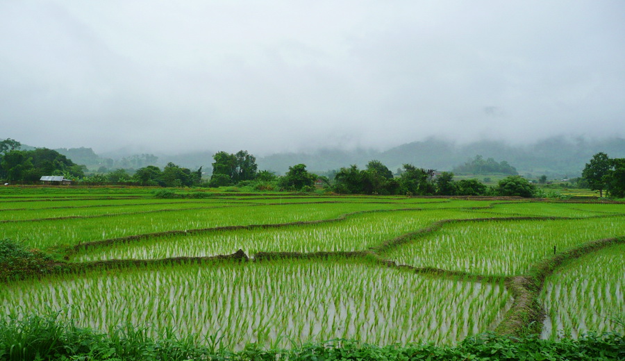rice field in the cloud