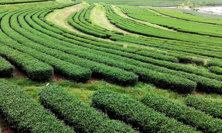 tea farm singha park
