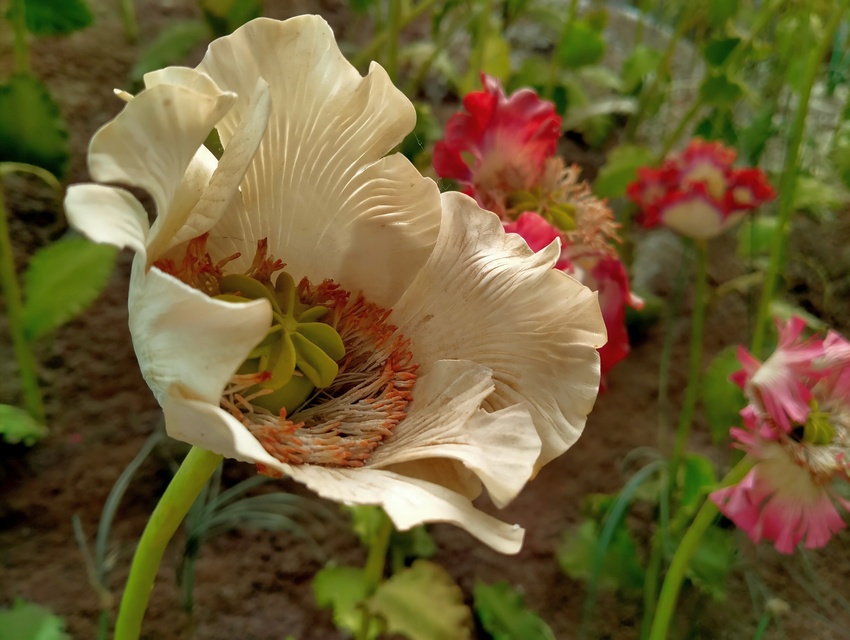 opium poppy