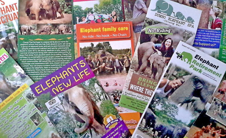 all elephant camp